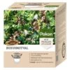 Pokon Buxusmotval 1 Pokon Buxusmotval -Deoosteindeonline Winkel pokon buxusmotval 1553273471 l